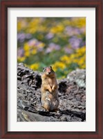 Framed Columbia Ground Squirrel Close-Up