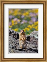 Framed Columbia Ground Squirrel Close-Up