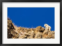 Framed Billy Mountain Goat In Glacier National Park, Montana