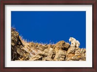 Framed Billy Mountain Goat In Glacier National Park, Montana