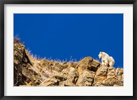 Framed Billy Mountain Goat In Glacier National Park, Montana