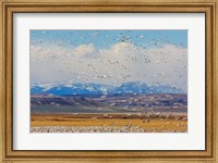 Framed Spring Migration Of Snow Geese