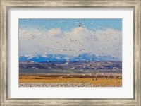 Framed Spring Migration Of Snow Geese