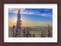 Framed Snowghosts In Whitefish, Montana