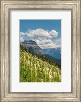 Framed Beargrass As Seen From Glacier National Park