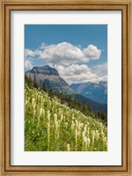 Framed Beargrass As Seen From Glacier National Park