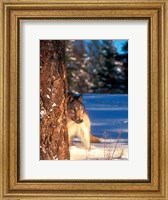 Framed Gray Wolf On The Alert In Winter