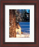 Framed Gray Wolf On The Alert In Winter