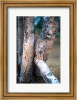 Framed Bobcat On A Fallen Birch Limb