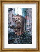 Framed Close-Up Of A Bobcat