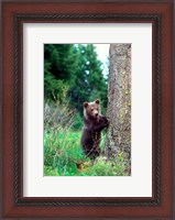 Framed Grizzly Bear Cub Leaning Against A Tree