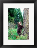 Framed Grizzly Bear Cub Leaning Against A Tree