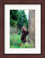 Framed Grizzly Bear Cub Leaning Against A Tree