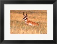 Framed Antelope Lying Down In A Grassy Field
