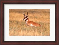 Framed Antelope Lying Down In A Grassy Field