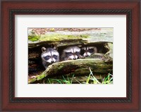 Framed Three Young Raccoons In A Hollow Log