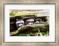 Framed Three Young Raccoons In A Hollow Log