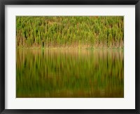 Framed Conifer Forest Reflects In Kintla Lake, Montana