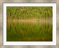 Framed Conifer Forest Reflects In Kintla Lake, Montana