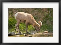 Framed Bighorn Sheep Drinking, Yellowstone National Park, Montana