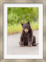 Framed Bear Cub On Camas Road