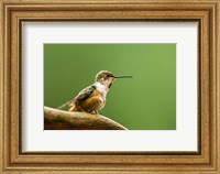 Framed Calliope Hummingbird Perched