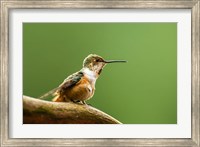 Framed Calliope Hummingbird Perched