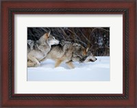 Framed Gray Wolves Running In Snow, Montana