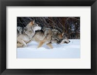 Framed Gray Wolves Running In Snow, Montana