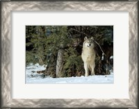 Framed Gray Wolf In Winter, Montana