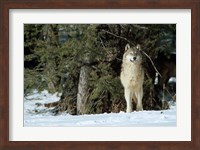 Framed Gray Wolf In Winter, Montana