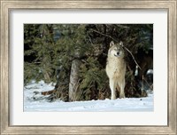 Framed Gray Wolf In Winter, Montana