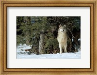 Framed Gray Wolf In Winter, Montana