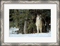 Framed Gray Wolf In Winter, Montana