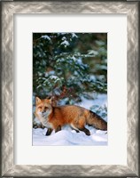 Framed Red Fox Walking In Snow, Montana