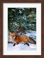 Framed Red Fox Walking In Snow, Montana