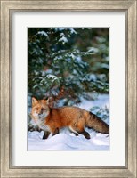 Framed Red Fox Walking In Snow, Montana