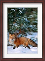 Framed Red Fox Walking In Snow, Montana