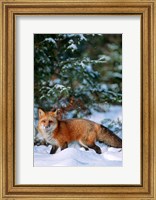 Framed Red Fox Walking In Snow, Montana