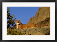 Framed Mountain Lion, Montana