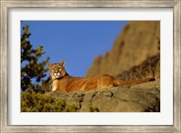 Framed Mountain Lion, Montana