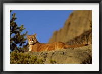 Framed Mountain Lion, Montana