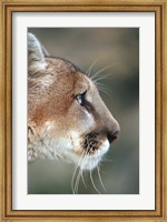 Framed Side Profile Of A Mountain Lion, Montana