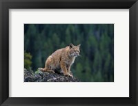 Framed Lynx, Montana