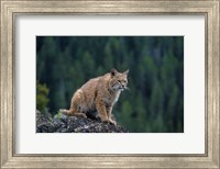 Framed Lynx, Montana