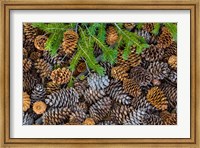 Framed Pine Cones And Douglas Fir Bough, Nevada