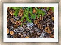 Framed Pine Cones And Douglas Fir Bough, Nevada