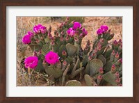 Framed Prickly Pear Cactus In Bloom, Valley Of Fire State Park, Nevada