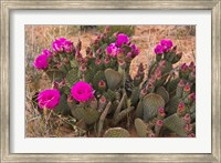 Framed Prickly Pear Cactus In Bloom, Valley Of Fire State Park, Nevada