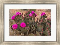 Framed Prickly Pear Cactus In Bloom, Valley Of Fire State Park, Nevada